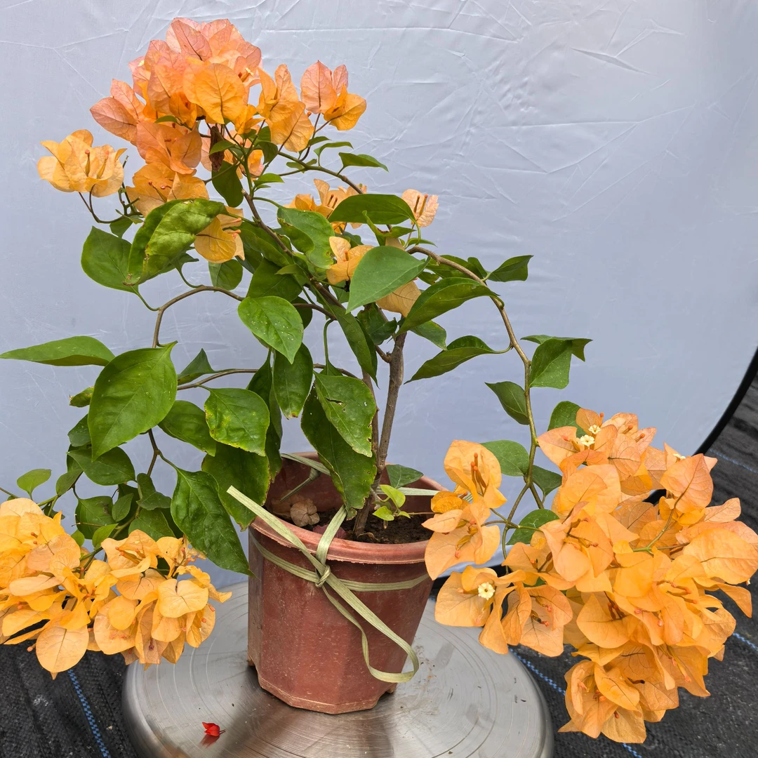 三角梅金色光辉一物一拍