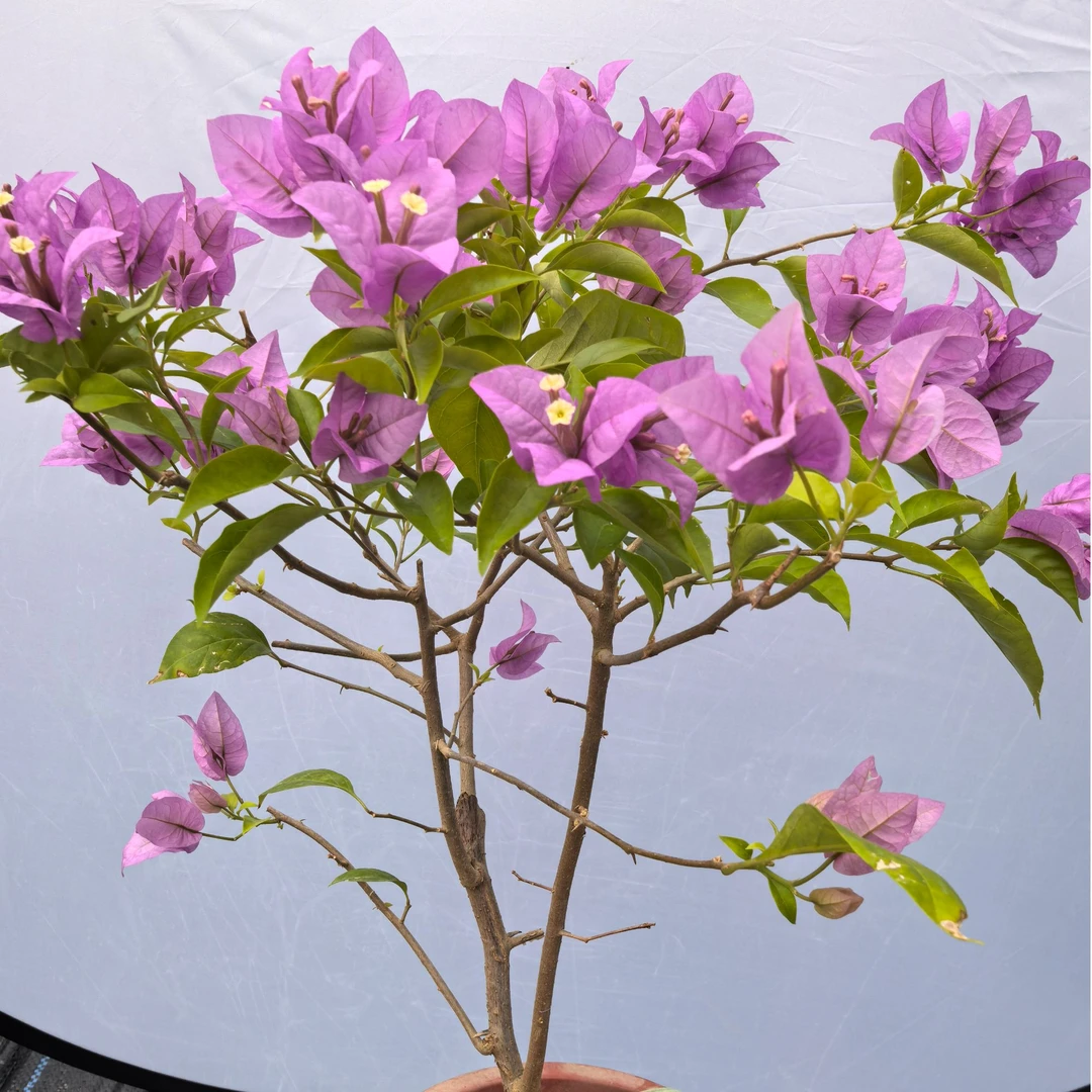 三角梅赛弗里一物一拍