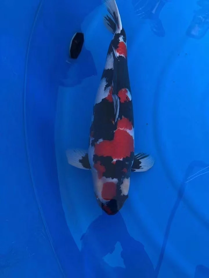 锦鲤鱼直播红白大正秋翠昭和菲写芥子冷水鱼好养耐活活体发货金鱼