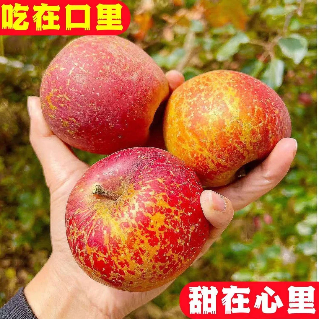 正宗大凉山冰糖心丑苹果四川新鲜脆甜孕妇水果新鲜当季