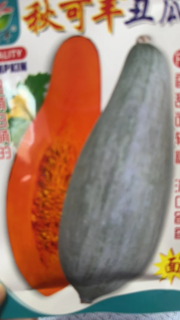 秋可丰丑瓜种子（20粒）