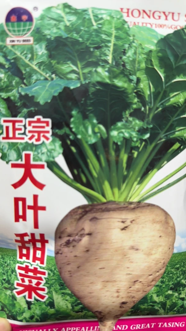 正宗大叶甜菜种子20克