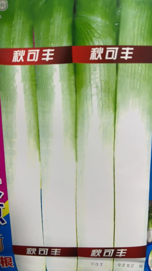 章丘铁杆大葱种子