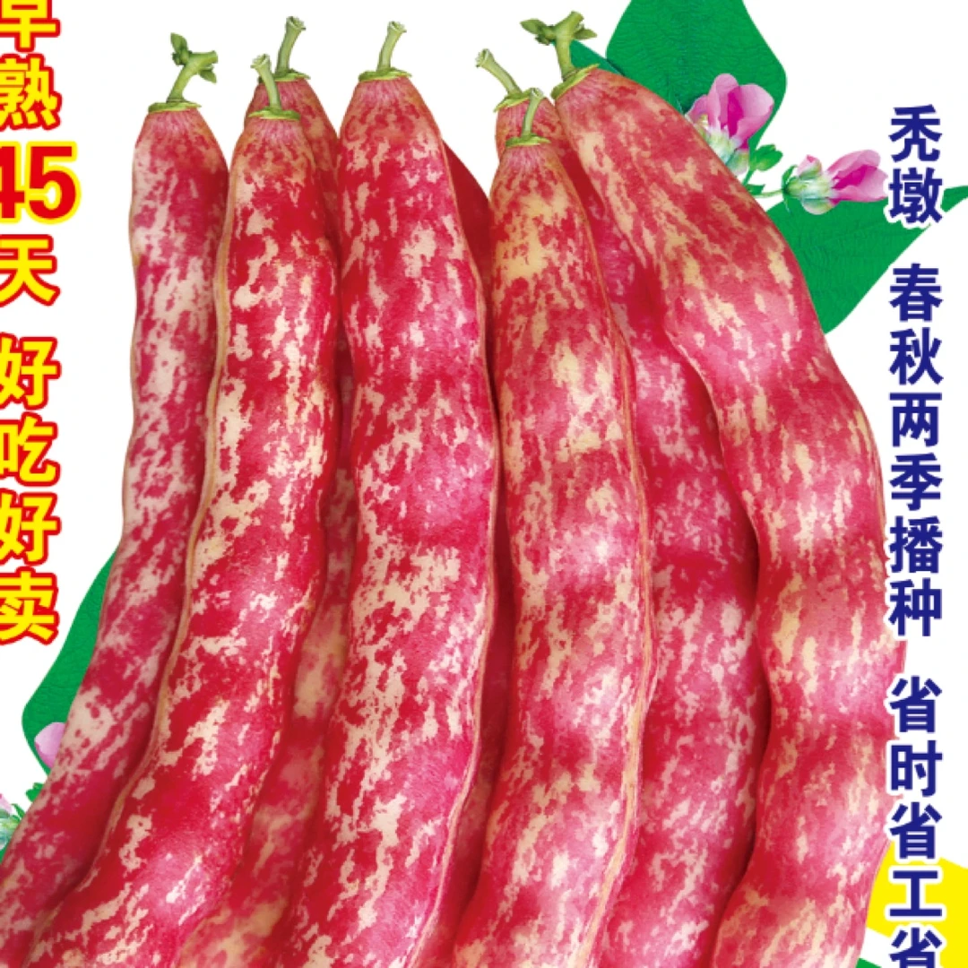 不搭架地红金钩豆角籽