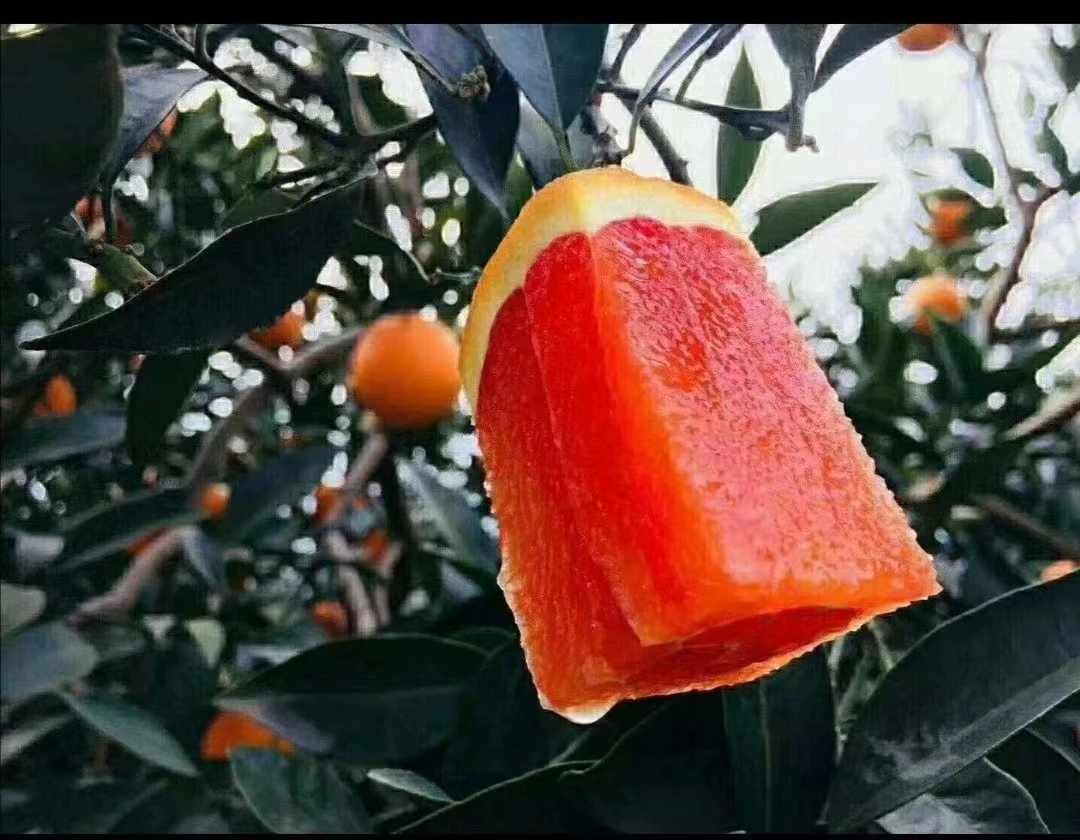 秭归血橙--中华红橙（小果），自家果园，现摘现发，保证新鲜