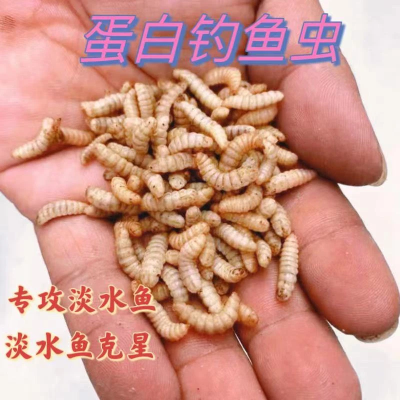 {蛋白钓鱼虫}活性饵动态饵味型饵鲫鲤草鳊青罗飞鲶鱼黄辣丁专用