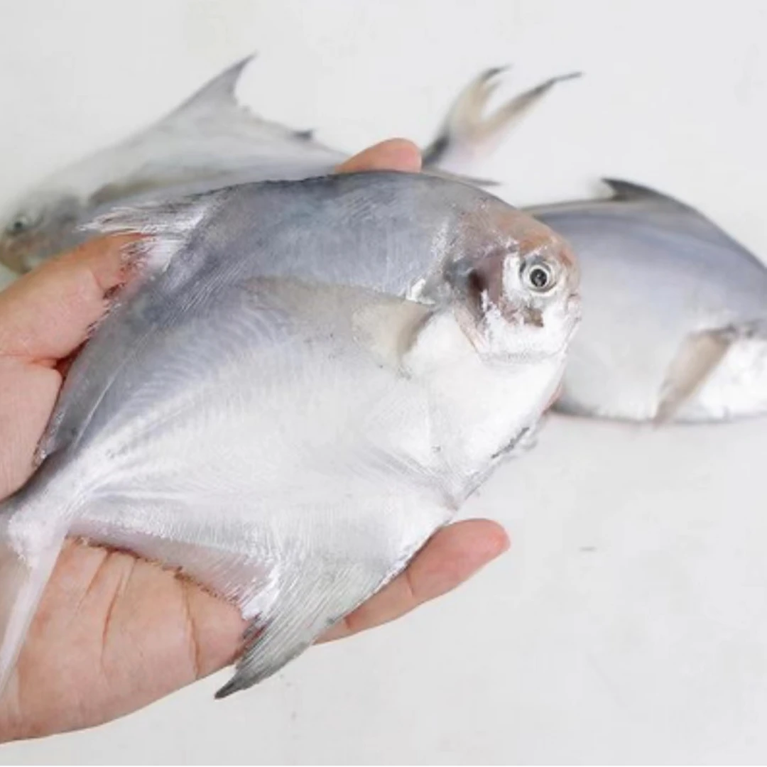 威海本地纯野生渤海湾银鲳鱼（6-9）两