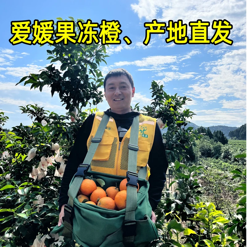 【清园了！】爱媛果冻橙 爱媛38号 果园基地新鲜现采现发