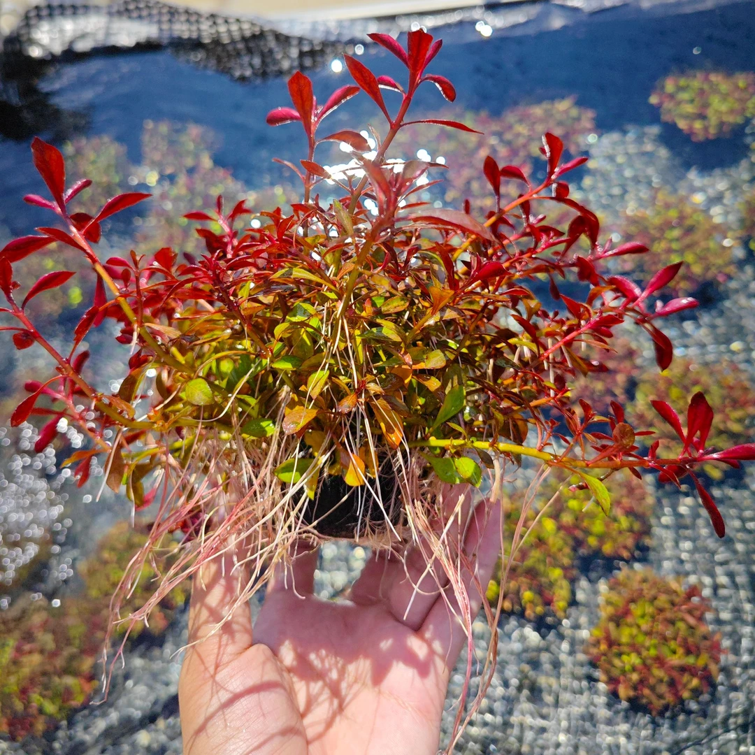 [大叶丁香]水草缸鱼缸造景前中后景水下叶阳性水草新手入门坨草