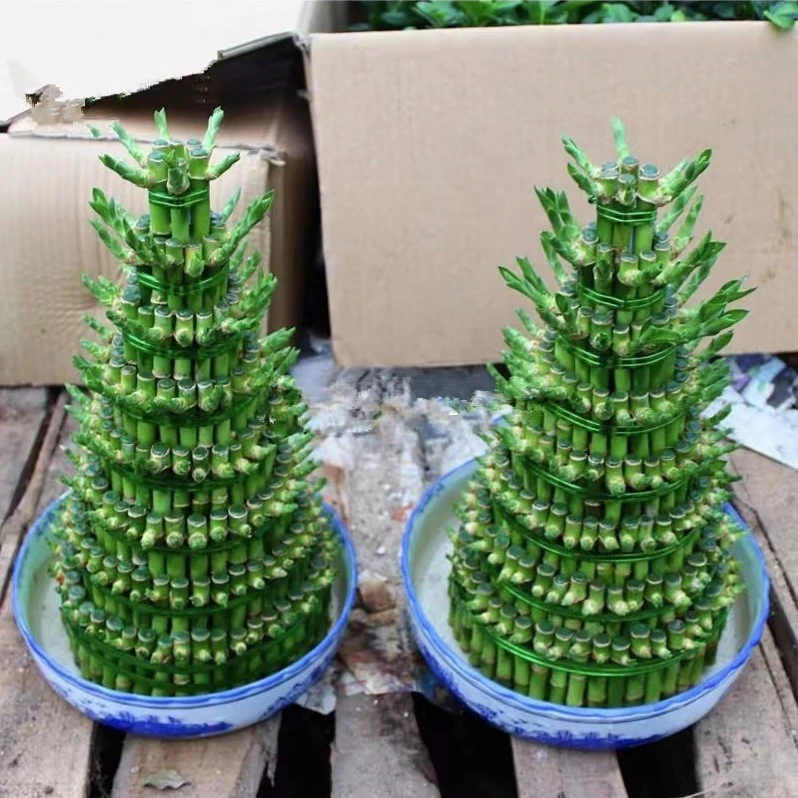 富贵竹塔水培植物盆栽绿植花卉办公客厅客厅绿植大盆栽竹子