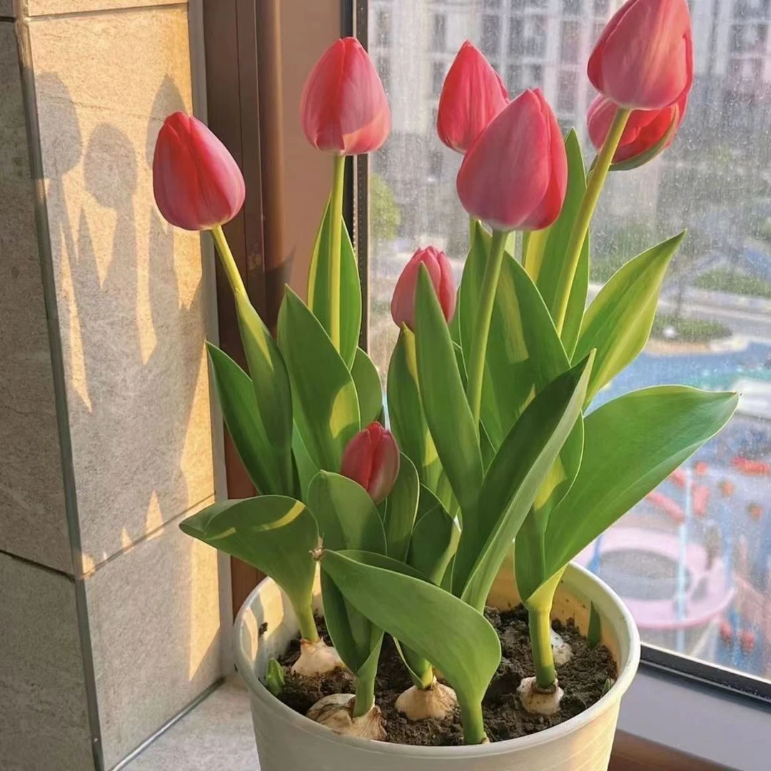 郁金香种球精选球荷兰进口土培水培耐寒盆栽种子水培植物阳台种植