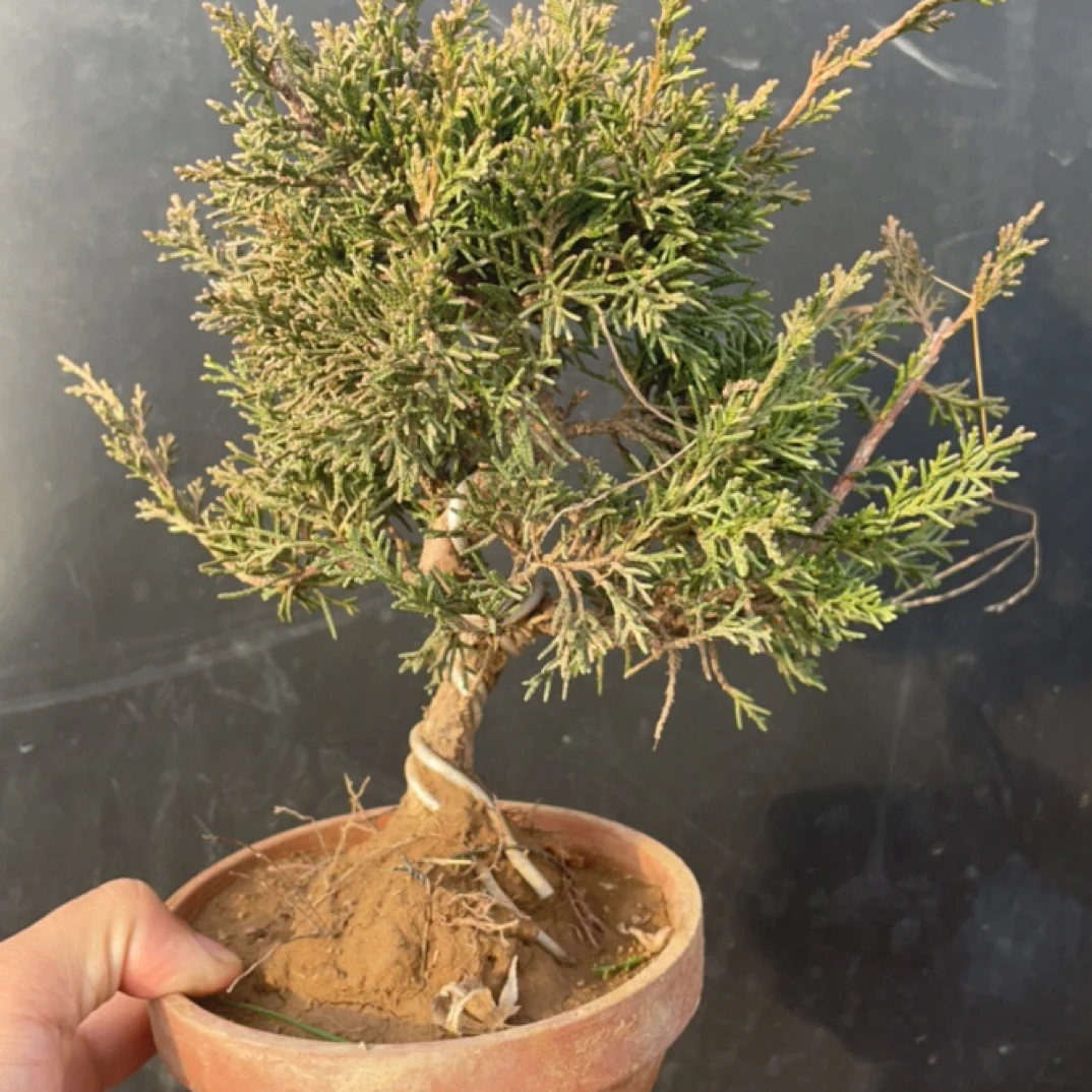 济州地柏 精品小货