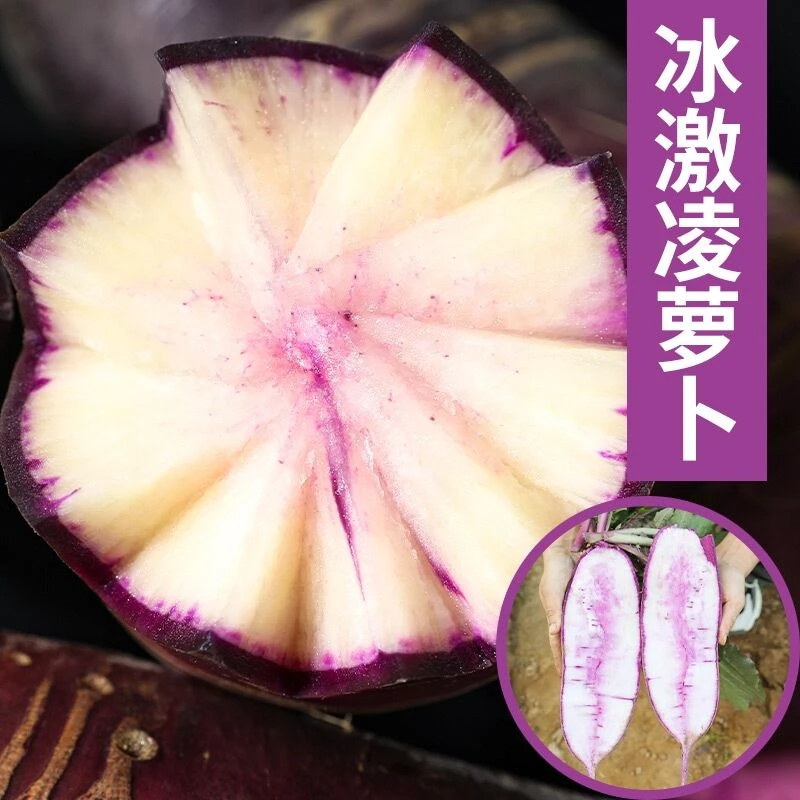 冰淇淋萝卜种子脆甜多汁生吃不辣水果萝卜种四季糖心