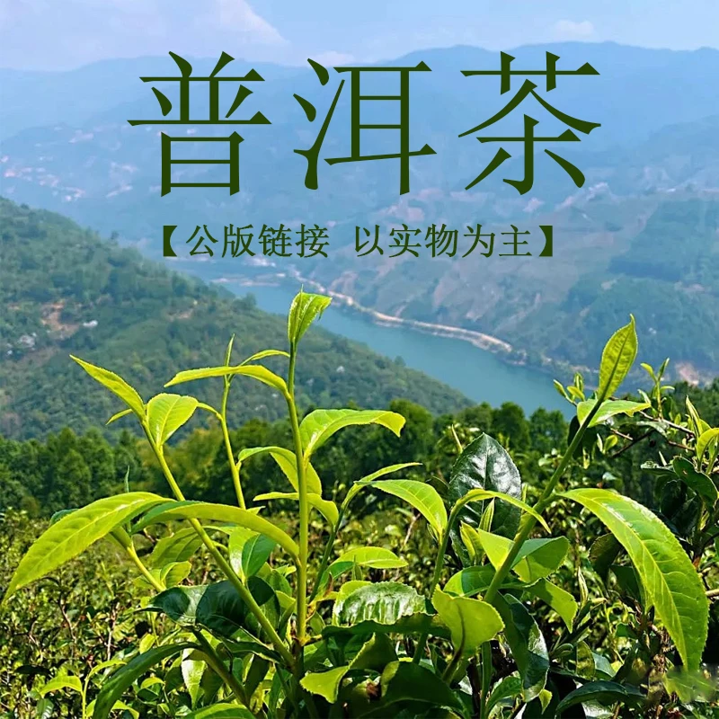 【公版链接10】通用链接 普洱茶 直播专用