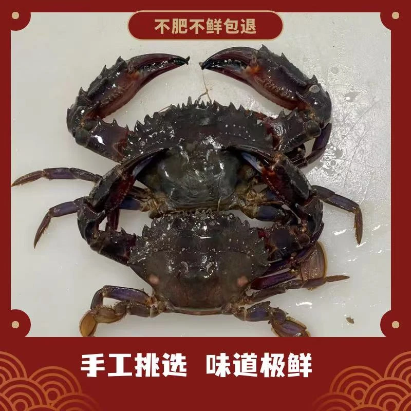 【满肥】大连本地海捕赤甲红，不保腿甲全，保鲜保肥不包活