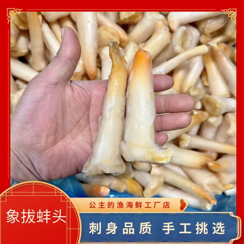 【3斤】象拔蚌头，刺身品质，鲜冻象拔蚌20%-25%冰衣，介意勿拍
