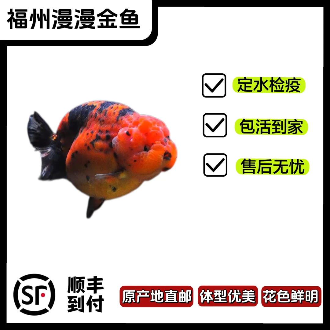 福州兰寿 金鱼 观赏鱼重墨水墨 包活包健（直播间下单为准 勿乱拍）