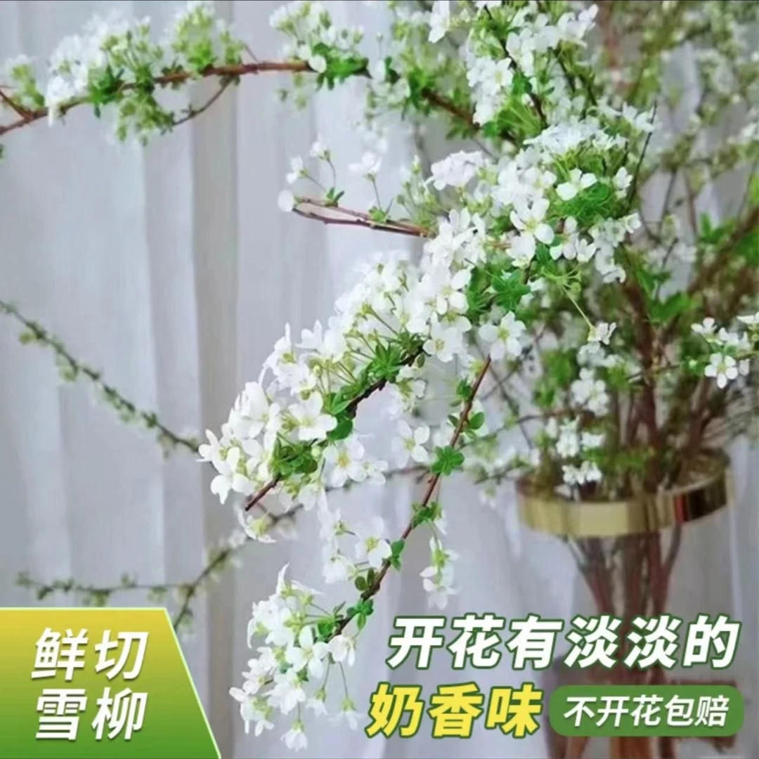 网红款鲜枝雪柳泡水开花水培冬季耐寒花卉干枝遇水家具室内绿植