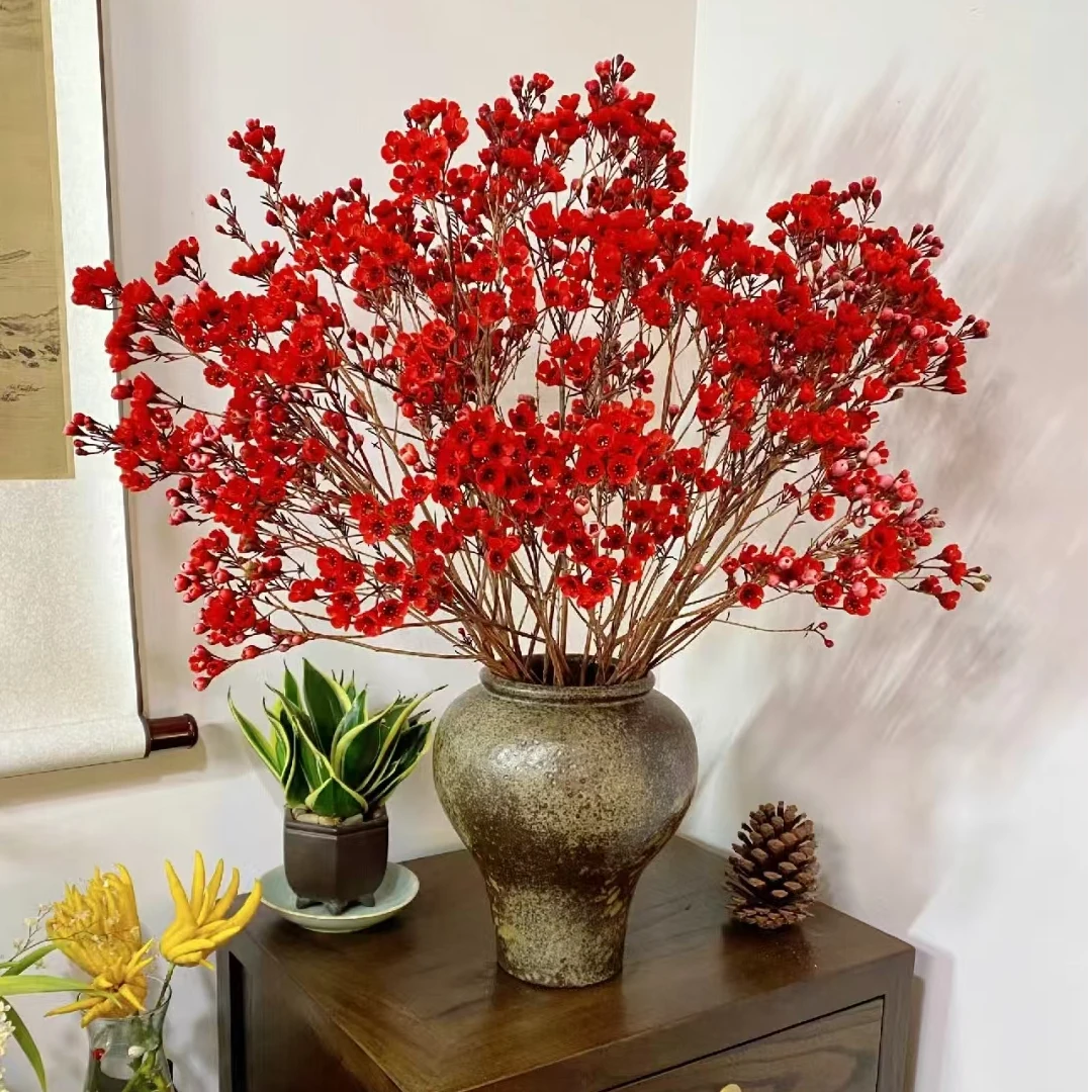 澳洲腊梅  可做干花 花期长