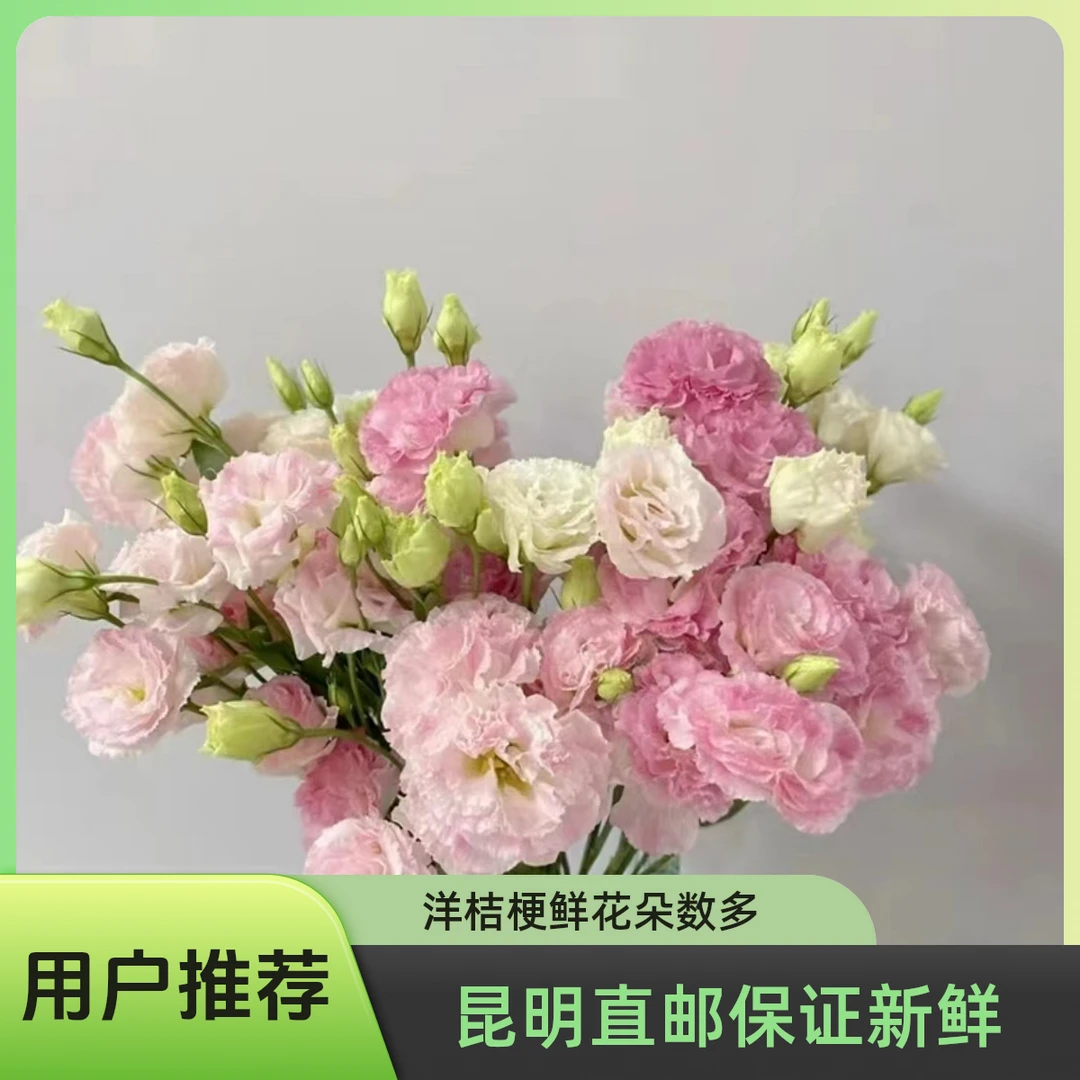 【秋日优选】洋桔梗 （轻微掉苞正常现象，介意勿拍）