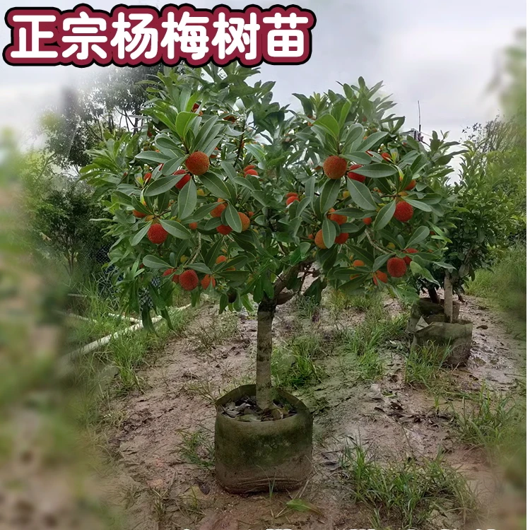 杨梅树苗正宗嫁接东魁杨梅树树苗当年结果带土南方野杨梅树大树苗