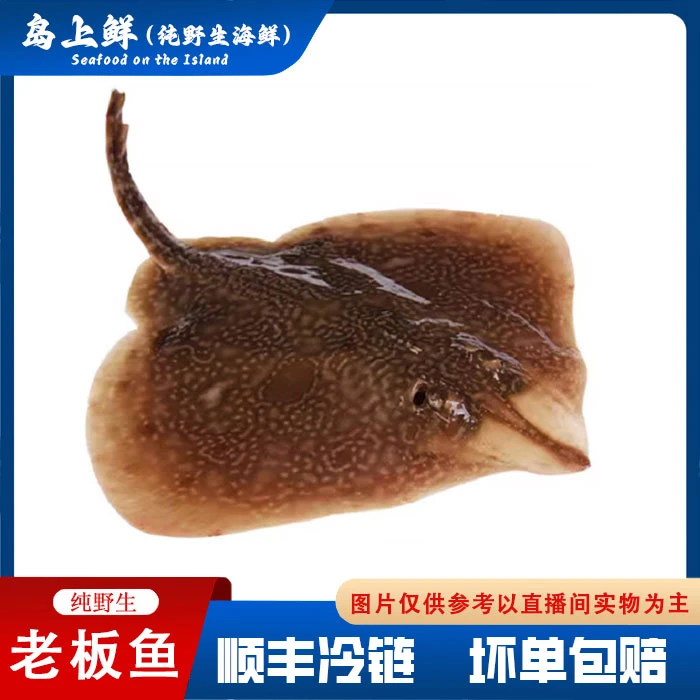 每份5斤【野生老板鱼】大连纯野生老板鱼，软骨肉厚速冻发货介意慎拍