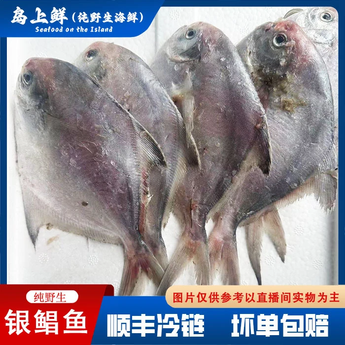 【纯野生-银鲳鱼】冷冻发货//各别有伤破肚/但不影响食用