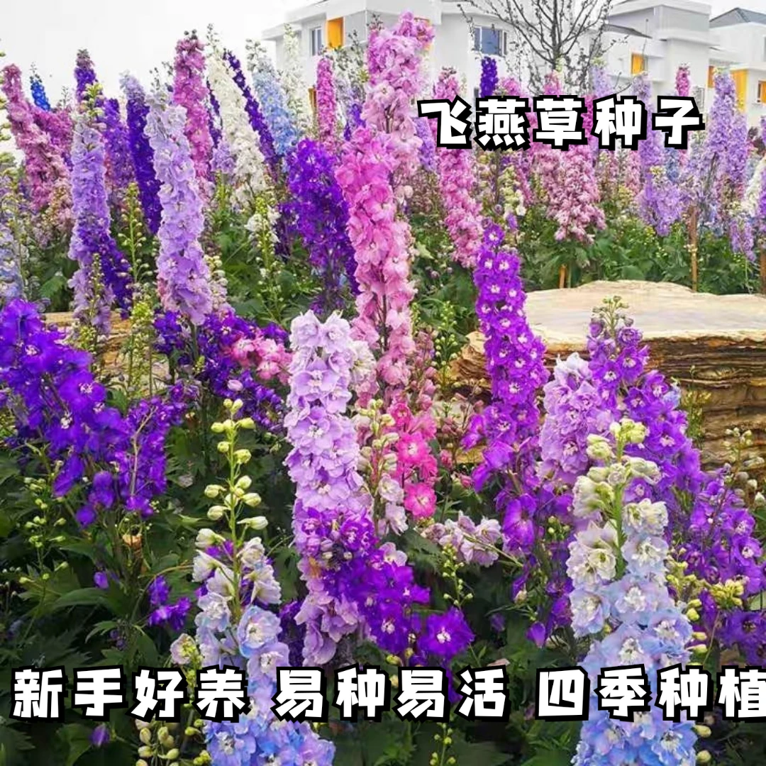 新疆西藏包邮飞燕草种子大花干鸟草千鸟花园林阳台盆栽景观绿化花