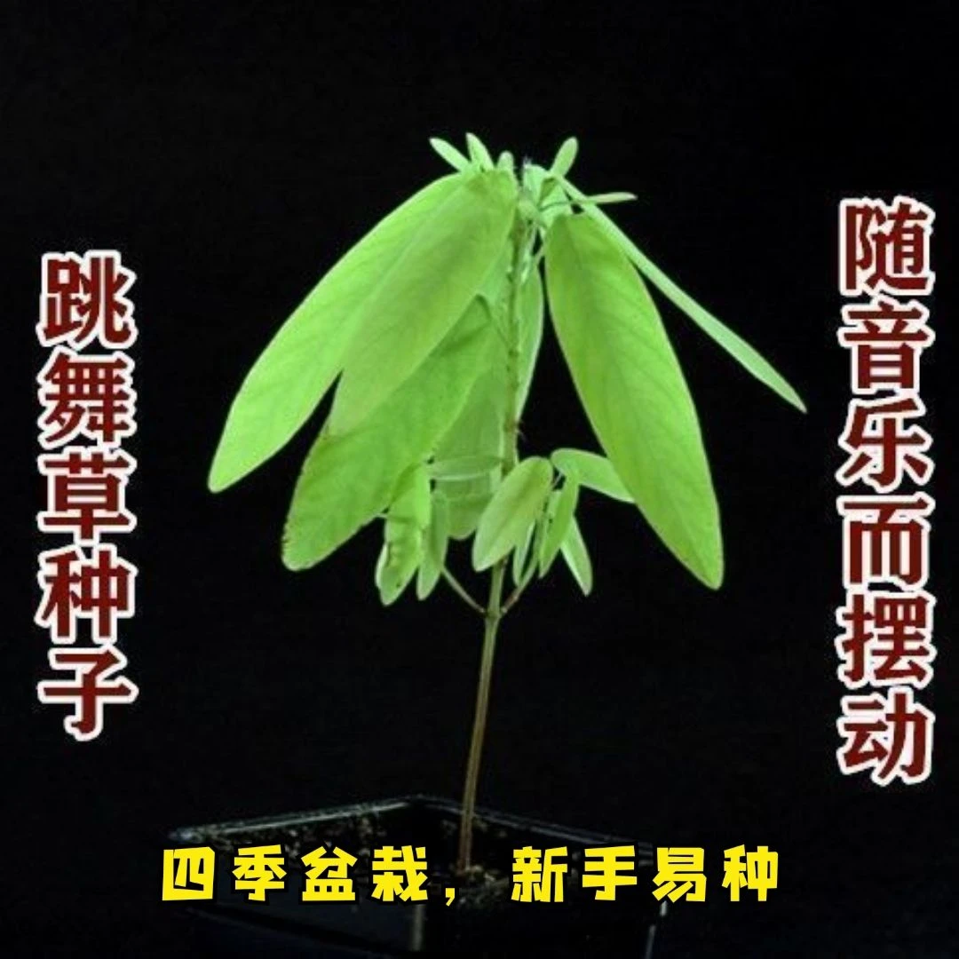 跳舞草情人草种子听音乐跳舞神奇趣味观赏珍稀花卉阳台盆栽四季
