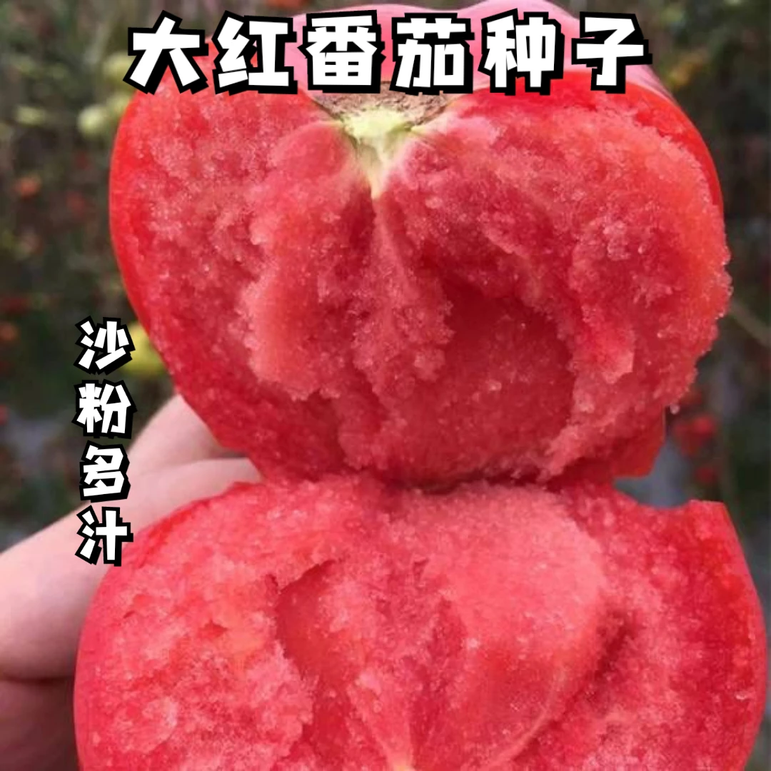果大西红柿自然成熟沙瓢大粉番茄种子家庭庭院盆栽蔬菜四季种苗