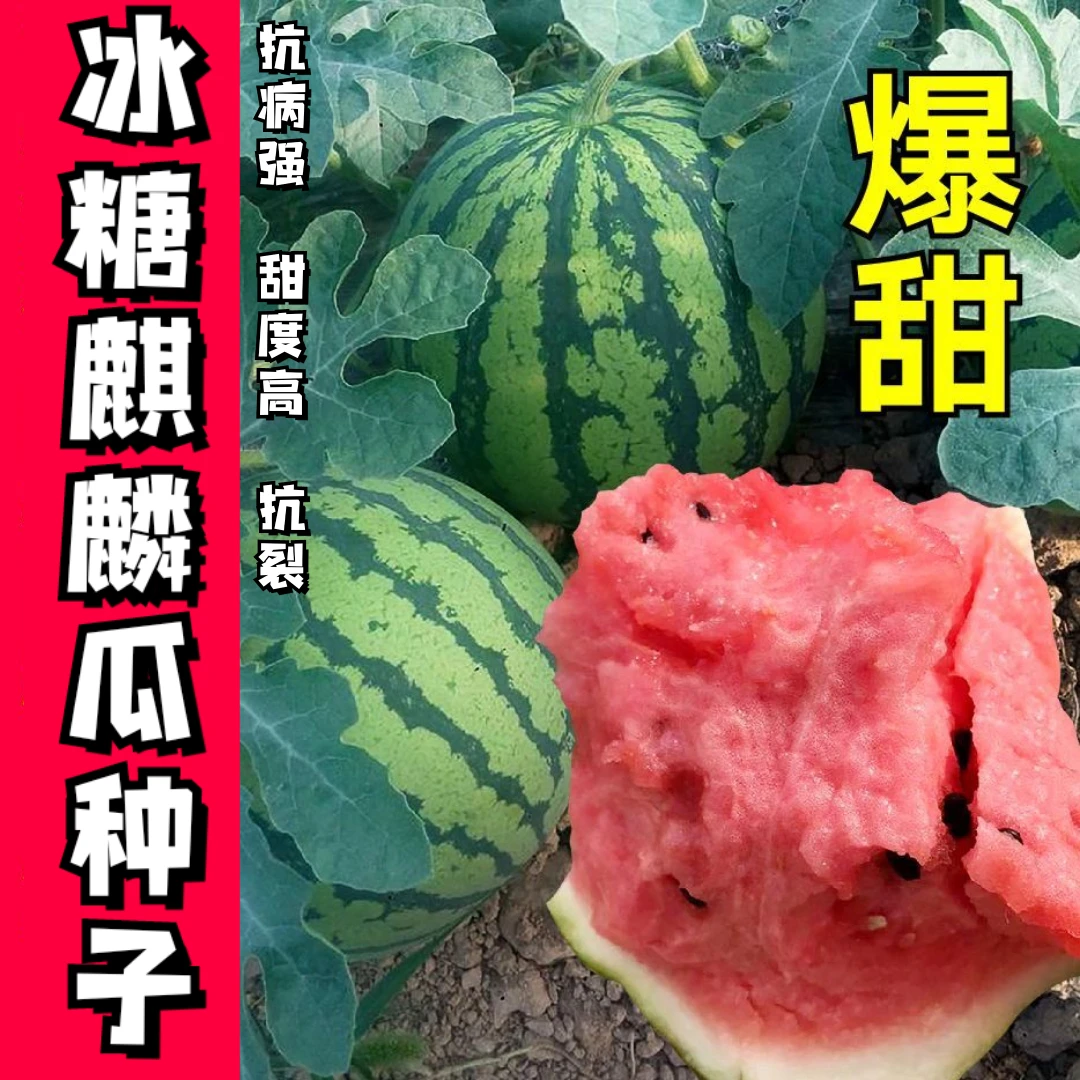 新疆西藏包邮冰糖麒麟西瓜种子少籽瓜种特大高产巨型甜王四季种子