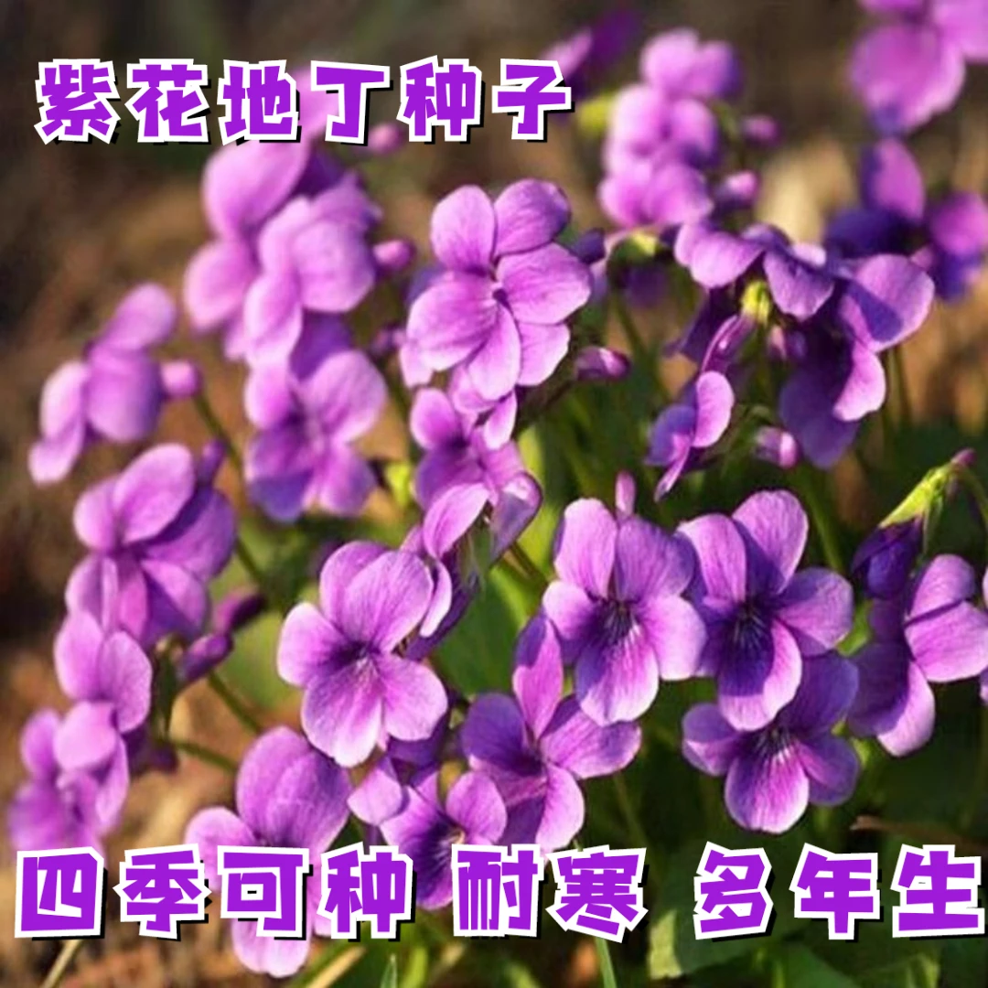 新疆西藏包邮紫花地丁种子多年生花种籽子野堇菜花籽春秋易活耐寒