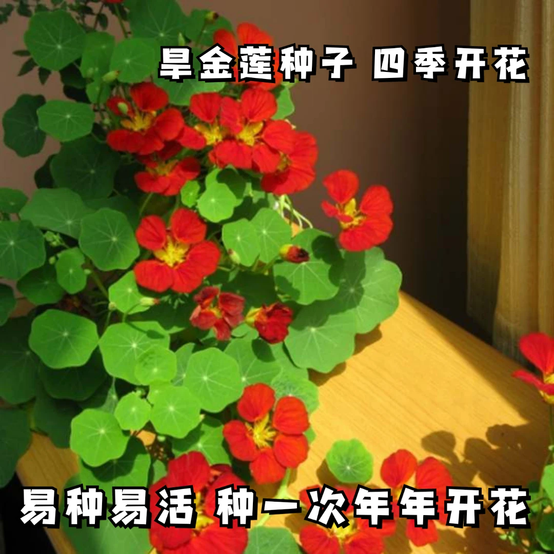 新疆西藏包邮旱金莲种子旱荷花垂吊爬藤植物室内外阳台盆栽四季开