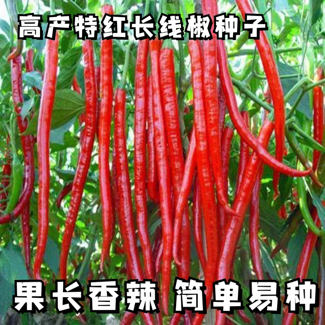 新疆西藏包邮特长红线椒种子长线椒种籽四季播种高产红辣椒种子