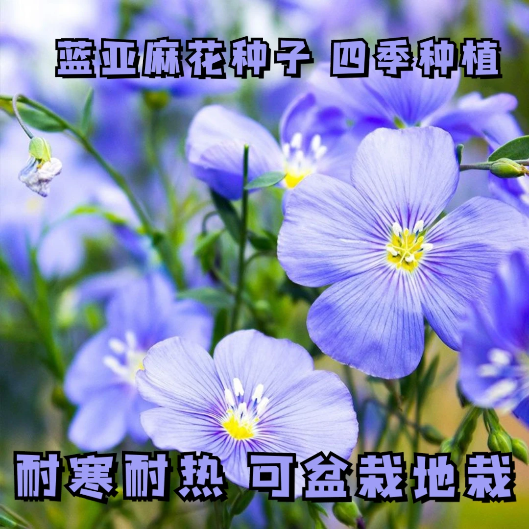 新疆西藏包邮蓝花亚麻花种子室内外盆栽庭院花坛四季播易活多年生