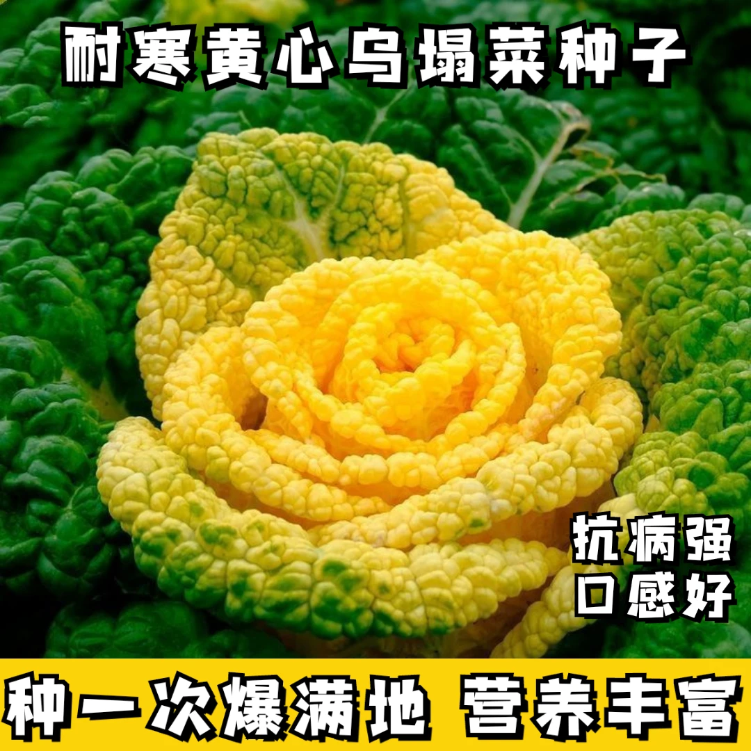 新疆西藏包邮黄心乌塌菜种子耐寒青色乌塌菜种籽菊花心菜籽种易种