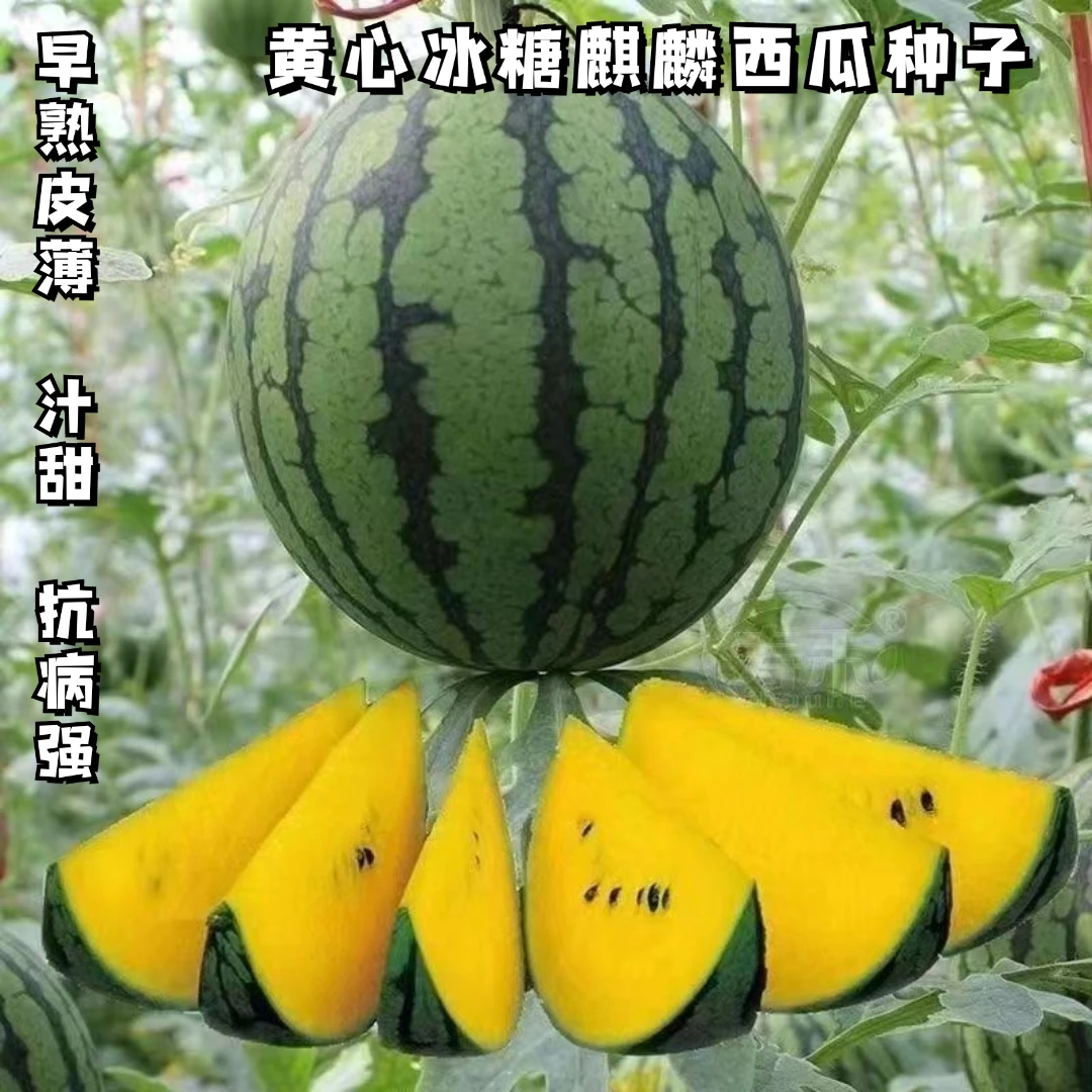 新疆西藏包邮薄皮高糖黄心西瓜种子超甜早熟黄壤小黄心礼品型西瓜