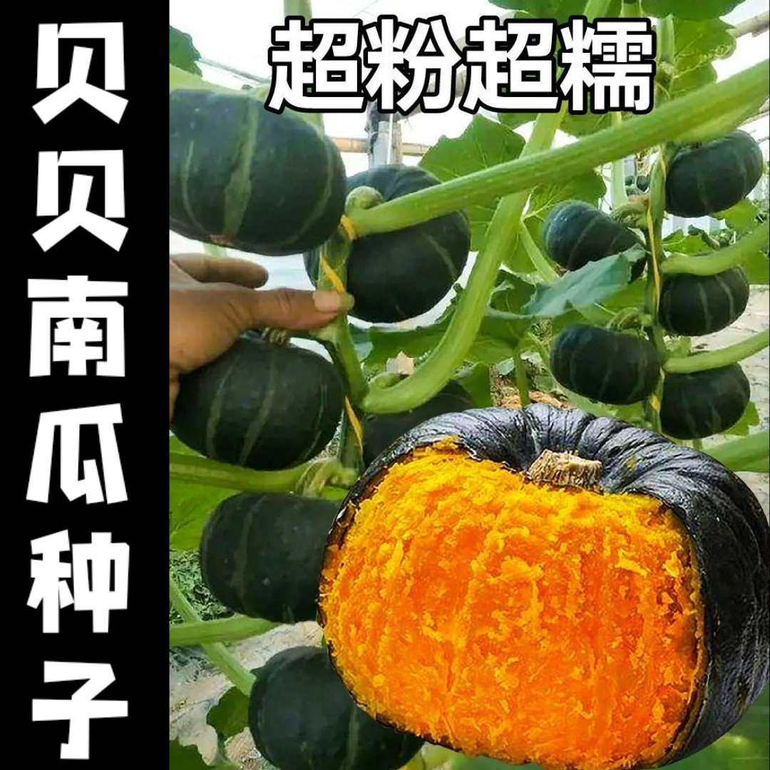 高产绿贝贝南瓜种子日本板栗小南瓜新品种甜面香糯春秋播蔬菜种子