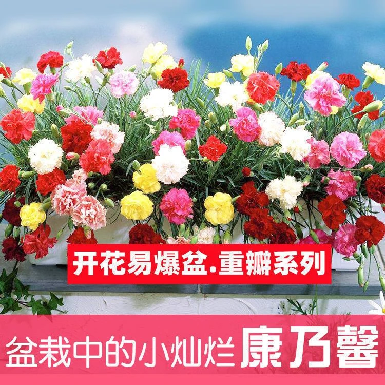 重瓣大花康乃馨种子易种花卉盆栽阳台室内室外四季开花植物花种子