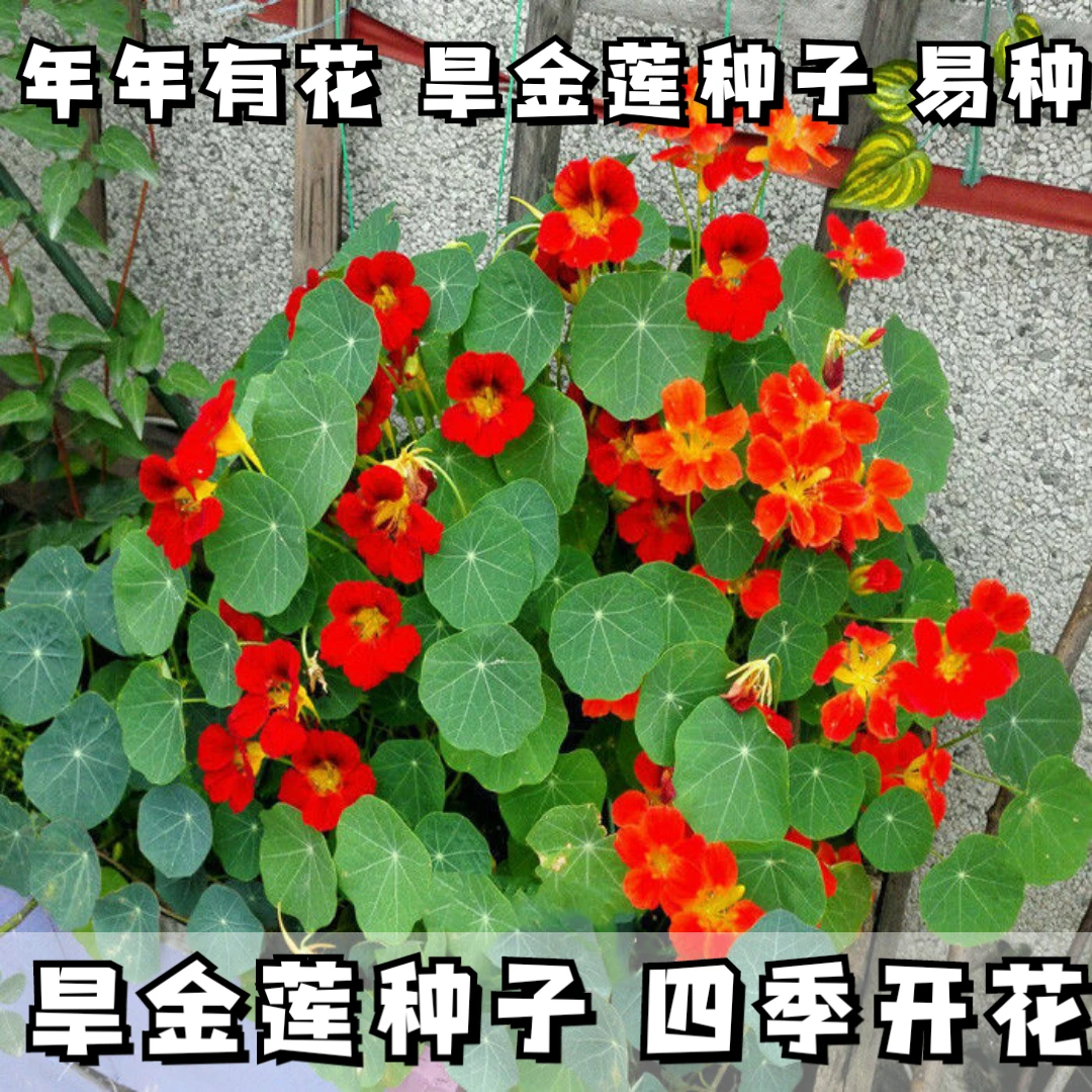 旱金莲种子花苗四季开花盆栽花草植物室内易活花卉好养室外花种子