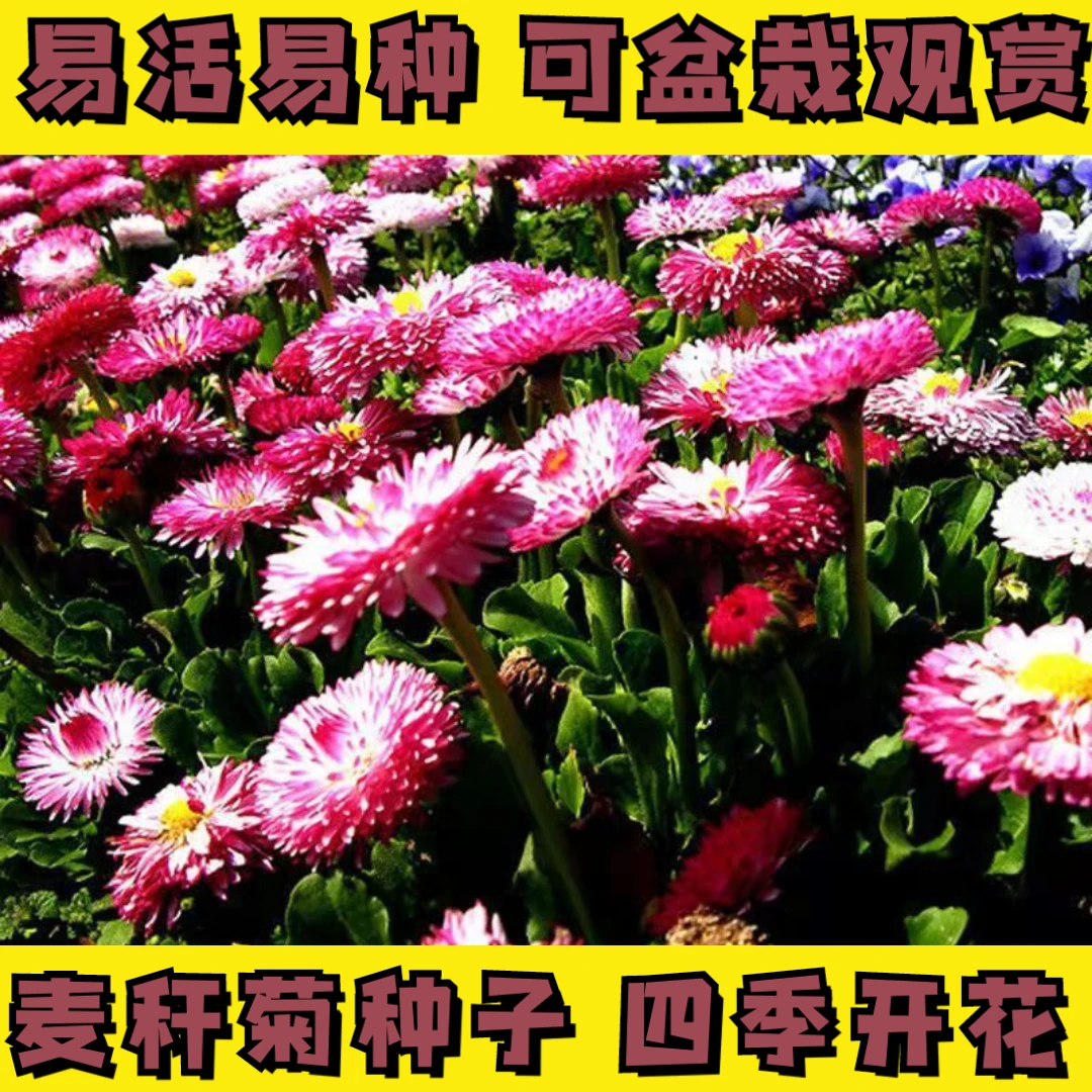 麦秆菊种子四季阳台盆栽观赏花卉庭院种植景观花种七彩蜡菊种子