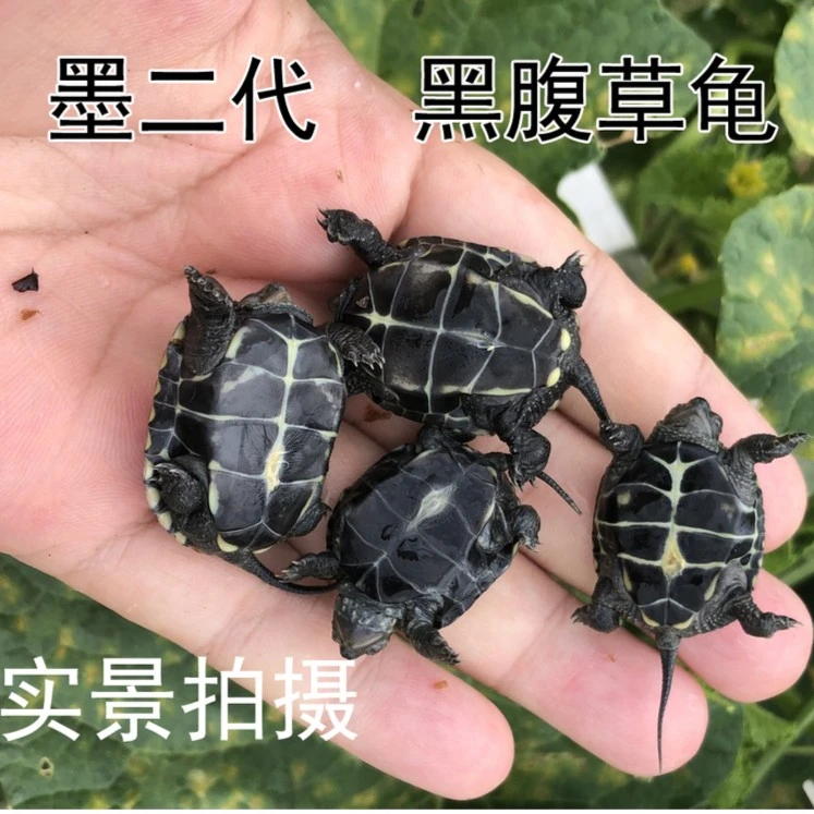 墨龟苗活体全黑小乌龟活物黑腹外塘中华草龟苗巴西龟宠物观赏水龟