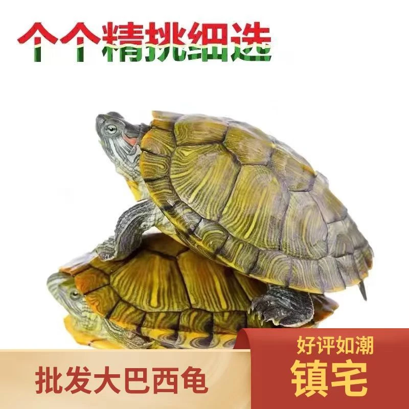 可爱黄金巴西龟小乌龟活体宠物情侣水龟珍珠恶龟苗招财龟直播卖龟