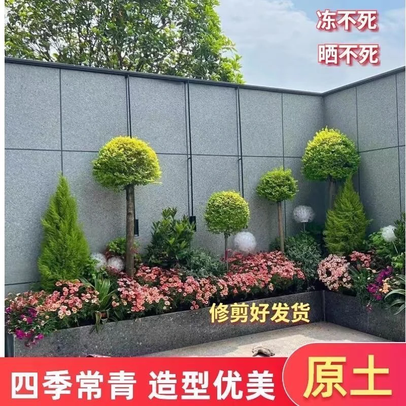 棒棒糖造型小叶女贞球别墅四季常青亮金女贞庭院风景楼顶绿化球形