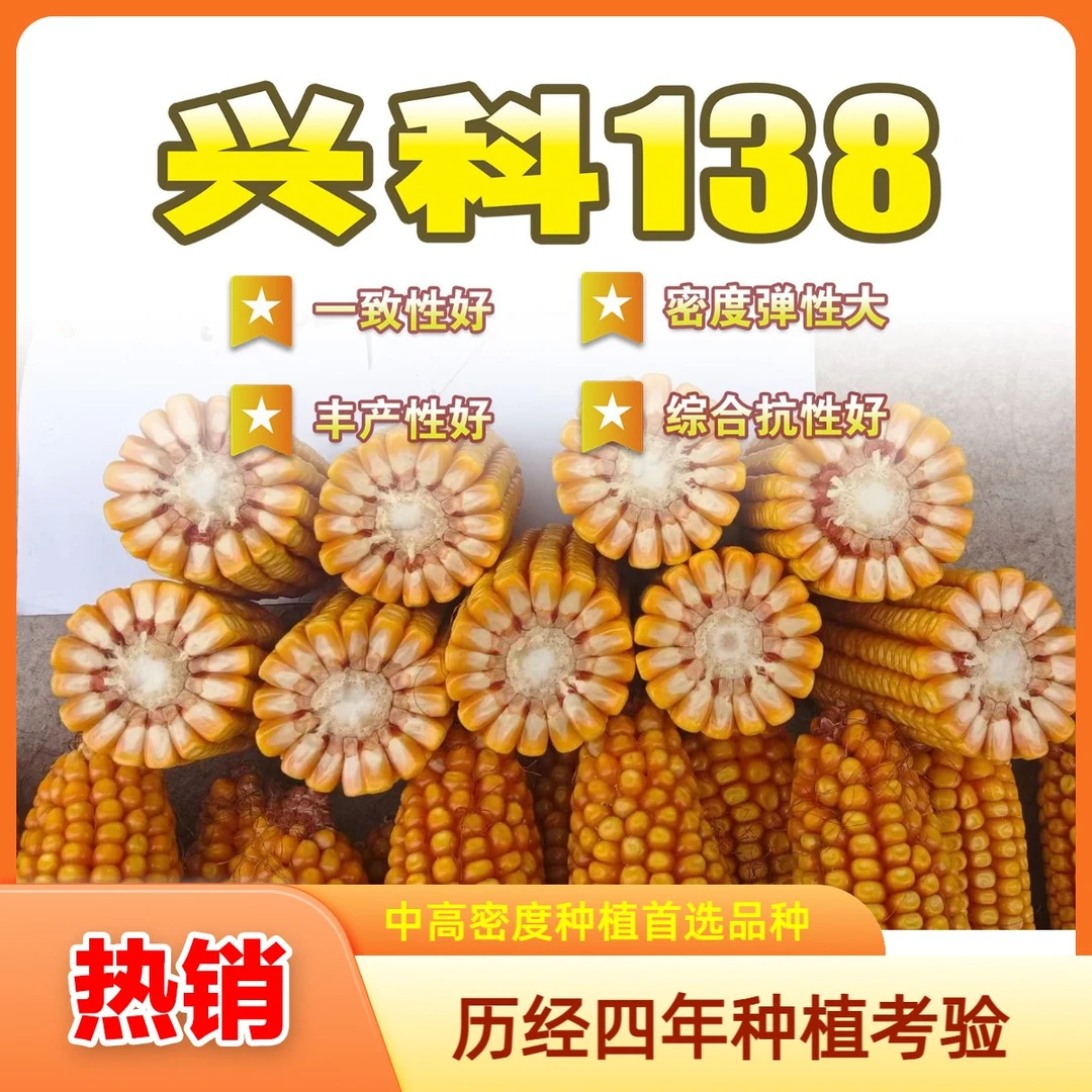 兴科138高产玉米种