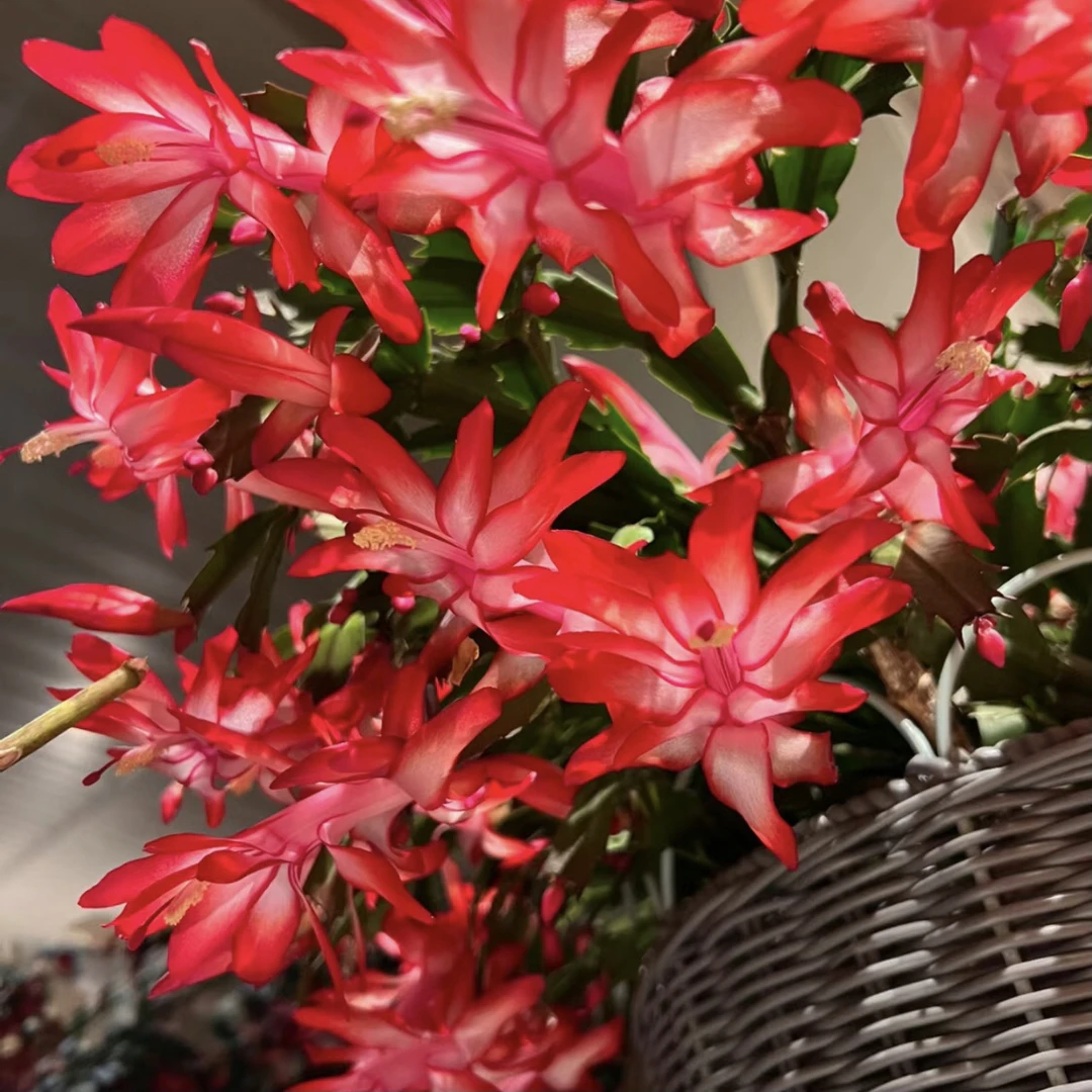 【红色】蟹爪兰带花苞盆栽花卉植物