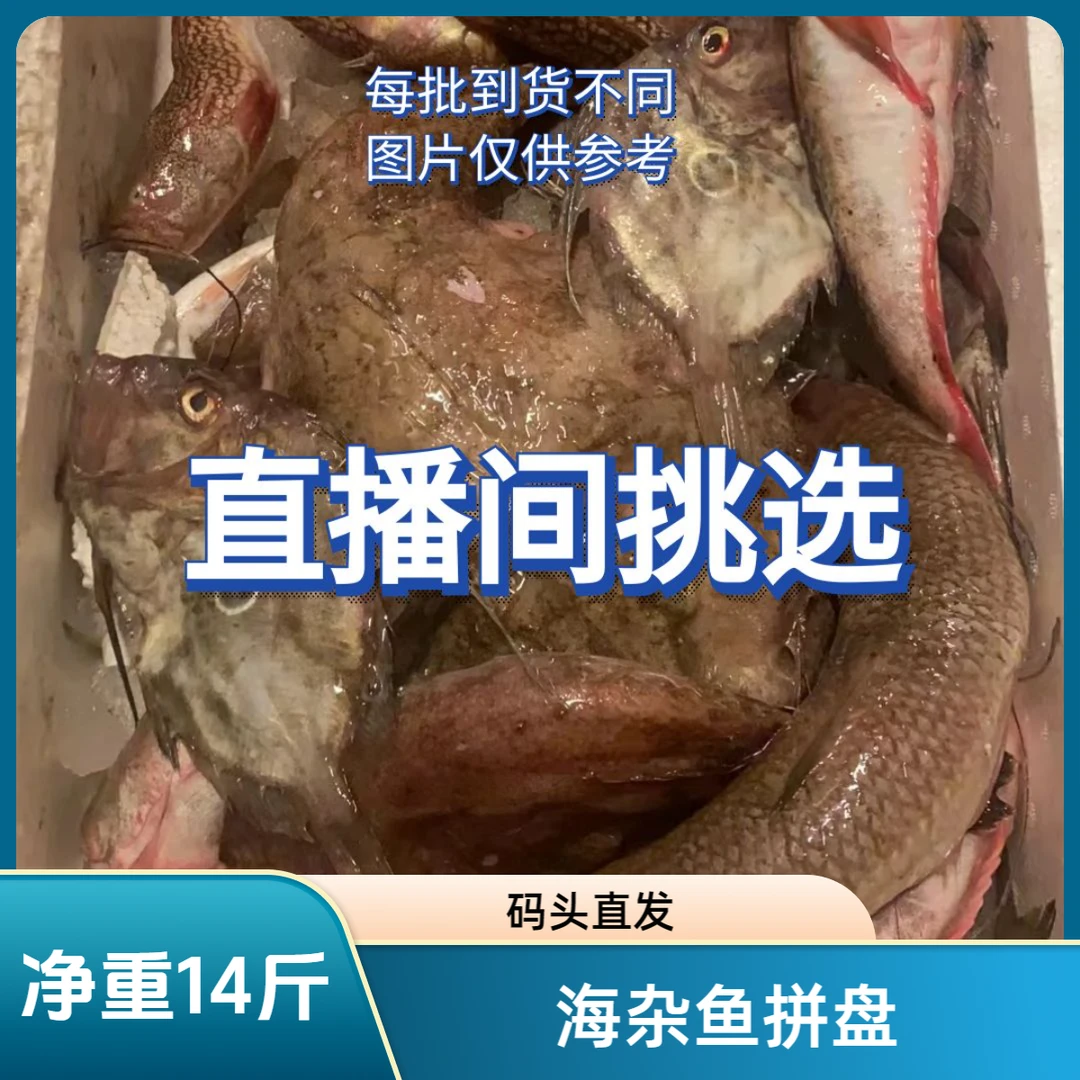 【14斤】东海舟山野生海鲜海杂鱼拼盘净重码头直发现场看货