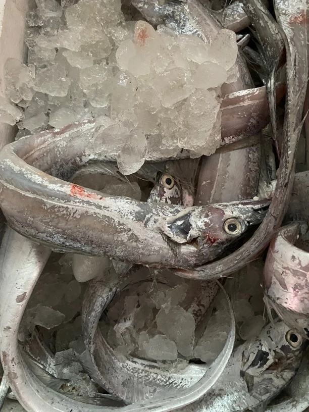 东海舟山本地带鱼油带深海整条肉质新鲜