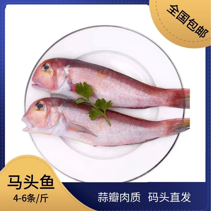 【4-6条/斤】舟山马头鱼甘鲷可清蒸油炸红烧8斤/14斤