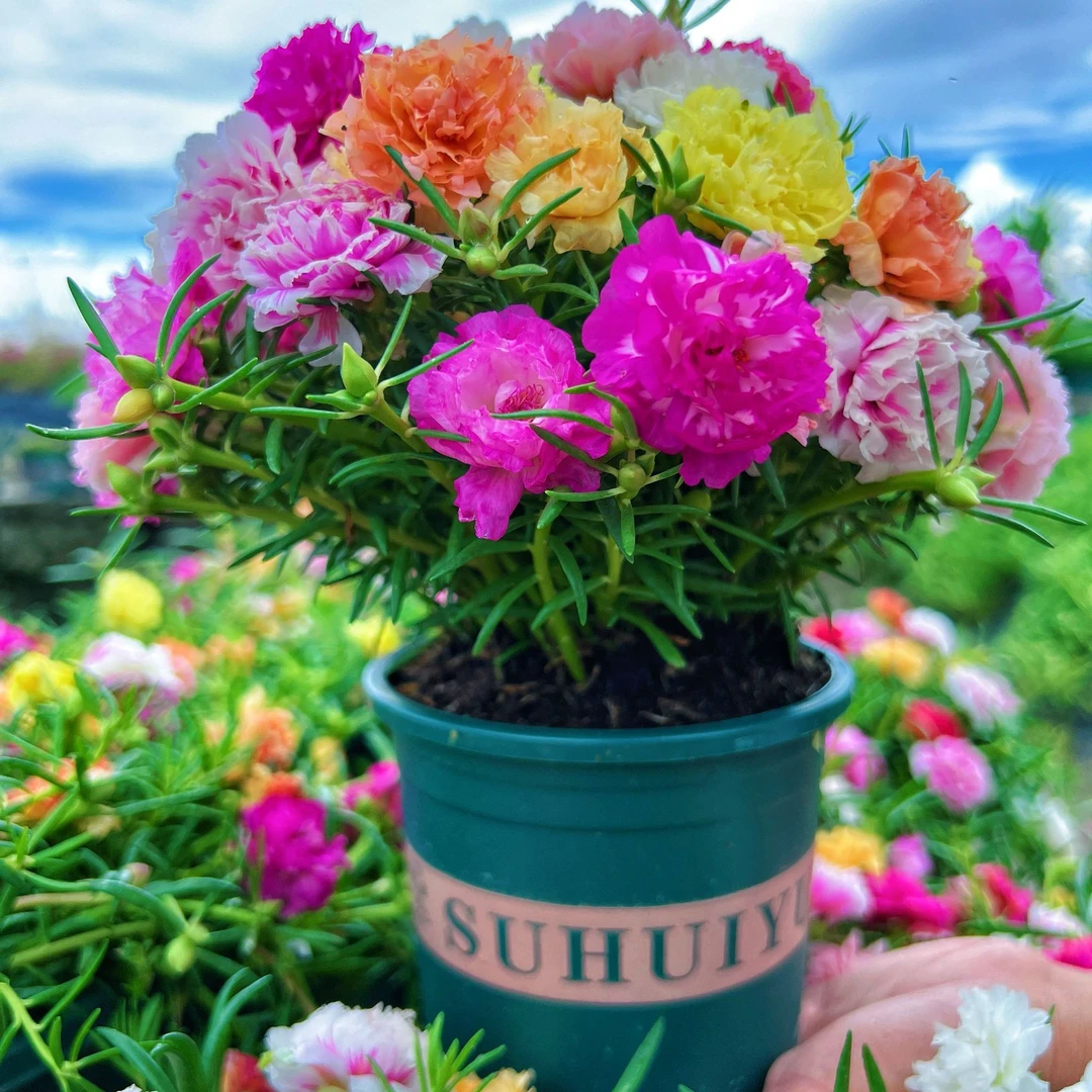 重瓣太阳花多年生长盆栽